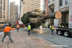 New York, New York City
Rockefeller Center Christmas Tree arrives in Manhattan. The Tree is 79 feet high and came from Elkton , Maryland it donated by the Price family.
©Charles Ruppmann 2021