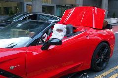 Santa Claus rides in a Red Corvette down 42nd Street with a trunk full of presents in New York City on 24 Dec 2021  .
