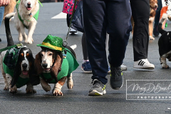 Staten Island St Patrick’s Day Parade
Sunday, March 06, 2022
Foret Avenue
West Brighton, Staten Island, NY
For Credit:  Mary DiBiase Blaich

The annual St Patrick’s Day Parade returned to Staten Island after a covid absence last year.  Controversy surrounded the event with the decision by the parade organizers to not allow LGBTQ groups to march.  The banned groups held a press conference prior to the parade.  In conduction with the parade, there is always a one mile race that precedes the parade.  It went on, but many racers ran in a second race in support of the banned groups.  
The weather was warm, but mixed with clouds, rain and sun.  Only two elected officials participated… Boro President Vito Fossella in a bright green sweater, and Congresswoman Nicole Malliotakis in a green Ireland sweater.
