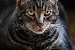 ISO 2500Canon 70-200mm L lens with Sigma converterF2.81/250 second
