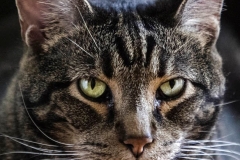 ISO 2500Canon 70-200mm L lens with Sigma converterF2.81/250 secondCropped in tighter from previous image