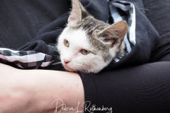 Mayoral Candidate Curtis Sliwa joins his wife and Upper West Side City Council Republican Candidate Nancy Sliwa for Early Voting at the Edward A. Reynolds West Side High School in New York City . They brought along Gizmo, the kitten they are fostering that will soon be up for adoption.