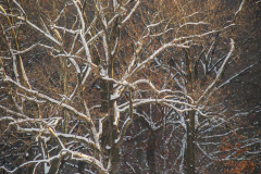 First snow of 2022. 
Snow details show East Village, Gramercy Park, Central Park.