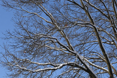 Snow
West Brighton, Staten Island
Friday, January 07, 2022
For Credit:  Mary DiBiase Blaich

The first real snowfall of 2022 totaled 6 inches in West Brighton, Staten Island.