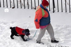 A man walks his dog in Riverside Park