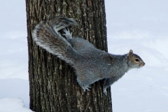 A squirrel doesn't quite know how to get thru the snow...