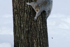 A squirrel doesn't quite know how to get thru the snow...
