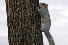 A squirrel doesn't quite know how to get thru the snow...