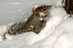 A squirrel doesn't quite know how to get thru the snow...and he falls in, being completely covered.