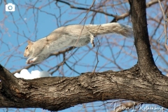 A squirrel doesn't quite know how to get thru the snow...and after falling in, he decides to climb up the tree for a fast getaway