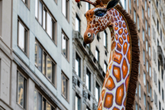 Balloons galore as the MacyÕs 95th Annual Thanksgiving Parade marched through Manhattan on 11/25/21.  Copyright Jon Simon