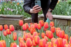 Children and adults attends the West Side Community Garden's 2021 Tulip Festival on West 89th Street in Manhattan NY on April 18, 2021. The annual festival features close to 100 varieties of tulips of all shapes and sizes in full bloom inside the garden on the upper west side of Manhattan. (Photo by Andrew Schwartz)