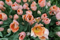 Detail of some of the many tulips on display during the West Side Community Garden's 2021 Tulip Festival on West 89th Street in Manhattan NY on April 18, 2021. The annual festival features close to 100 varieties of tulips of all shapes and sizes in full bloom inside the garden on the upper west side of Manhattan. (Photo by Andrew Schwartz)