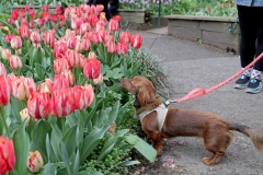 A dog stops to smell the tulips during the West Side Community Garden's 2021 Tulip Festival on West 89th Street in Manhattan NY on April 18, 2021. The annual festival features close to 100 varieties of tulips of all shapes and sizes in full bloom inside the garden on the upper west side of Manhattan. (Photo by Andrew Schwartz)