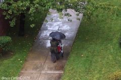 Daily life on view outside my window.