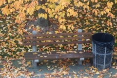 Daily life on view outside my window.