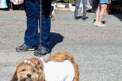 Dogs and their people partake in the Woof-Stock “Paw-ty” in Edgewater, NJ. A dog parade and raffle as well as a “red-carpet’ paw-parazzi took place where not all dogs competed, nor did all dogs win but they most definitely had paw-fect time. (C) Bianca Otero. October 2, 2021