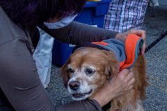 Dogs and their people partake in the Woof-Stock “Paw-ty” in Edgewater, NJ. A dog parade and raffle as well as a “red-carpet’ paw-parazzi took place where not all dogs competed, nor did all dogs win but they most definitely had paw-fect time. (C) Bianca Otero. October 2, 2021