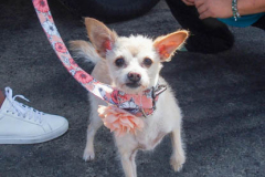 Dogs and their people partake in the Woof-Stock “Paw-ty” in Edgewater, NJ. A dog parade and raffle as well as a “red-carpet’ paw-parazzi took place where not all dogs competed, nor did all dogs win but they most definitely had paw-fect time. (C) Bianca Otero. October 2, 2021