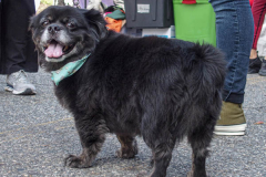 Dogs and their people partake in the Woof-Stock “Paw-ty” in Edgewater, NJ. A dog parade and raffle as well as a “red-carpet’ paw-parazzi took place where not all dogs competed, nor did all dogs win but they most definitely had paw-fect time. (C) Bianca Otero. October 2, 2021