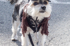 Dogs and their people partake in the Woof-Stock “Paw-ty” in Edgewater, NJ. A dog parade and raffle as well as a “red-carpet’ paw-parazzi took place where not all dogs competed, nor did all dogs win but they most definitely had paw-fect time. (C) Bianca Otero. October 2, 2021