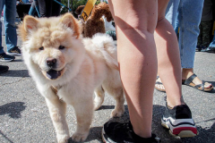 Dogs and their people partake in the Woof-Stock “Paw-ty” in Edgewater, NJ. A dog parade and raffle as well as a “red-carpet’ paw-parazzi took place where not all dogs competed, nor did all dogs win but they most definitely had paw-fect time. (C) Bianca Otero. October 2, 2021