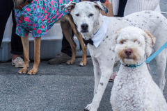Dogs and their people partake in the Woof-Stock “Paw-ty” in Edgewater, NJ. A dog parade and raffle as well as a “red-carpet’ paw-parazzi took place where not all dogs competed, nor did all dogs win but they most definitely had paw-fect time. (C) Bianca Otero. October 2, 2021