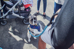 Dogs and their people partake in the Woof-Stock “Paw-ty” in Edgewater, NJ. A dog parade and raffle as well as a “red-carpet’ paw-parazzi took place where not all dogs competed, nor did all dogs win but they most definitely had paw-fect time. (C) Bianca Otero. October 2, 2021
