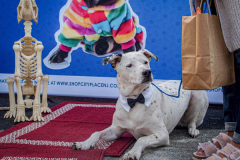 Dogs and their people partake in the Woof-Stock “Paw-ty” in Edgewater, NJ. A dog parade and raffle as well as a “red-carpet’ paw-parazzi took place where not all dogs competed, nor did all dogs win but they most definitely had paw-fect time. (C) Bianca Otero. October 2, 2021