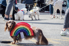 Dogs and their people partake in the Woof-Stock “Paw-ty” in Edgewater, NJ. A dog parade and raffle as well as a “red-carpet’ paw-parazzi took place where not all dogs competed, nor did all dogs win but they most definitely had paw-fect time. (C) Bianca Otero. October 2, 2021