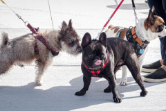 Dogs and their people partake in the Woof-Stock “Paw-ty” in Edgewater, NJ. A dog parade and raffle as well as a “red-carpet’ paw-parazzi took place where not all dogs competed, nor did all dogs win but they most definitely had paw-fect time. (C) Bianca Otero. October 2, 2021