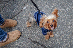 Dogs and their people partake in the Woof-Stock “Paw-ty” in Edgewater, NJ. A dog parade and raffle as well as a “red-carpet’ paw-parazzi took place where not all dogs competed, nor did all dogs win but they most definitely had paw-fect time. (C) Bianca Otero. October 2, 2021