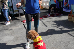 New York,  October 2, 2021  Bergen County’s most fashionable pups are encouraged to dress up and strut their stuff on the red carpet and pose for a photos the Puparazzi Pooch Parade.