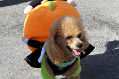 New York,  October 2, 2021  Bergen County’s most fashionable pups are encouraged to dress up and strut their stuff on the red carpet and pose for a photos the Puparazzi Pooch Parade.