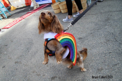 New York,  October 2, 2021  Bergen County’s most fashionable pups are encouraged to dress up and strut their stuff on the red carpet and pose for a photos the Puparazzi Pooch Parade.