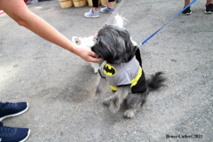 New York,  October 2, 2021  Bergen County’s most fashionable pups are encouraged to dress up and strut their stuff on the red carpet and pose for a photos the Puparazzi Pooch Parade.