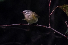 Photographed with the Nikon Z6 and 24-70mm f4 "kit" lens and 70-200mm f2.8 lens with the FTZ Adapter