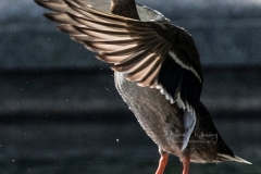 Photographed with the Nikon Z6 and 24-70mm f4 "kit" lens and 70-200mm f2.8 lens with the FTZ Adapter