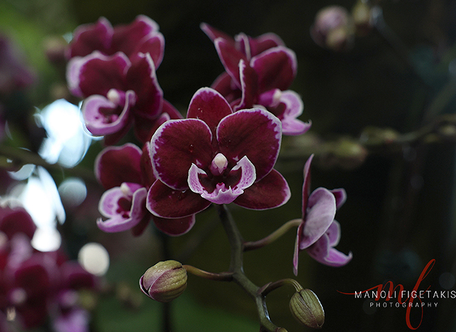 Lily Kwong’s Botanical Garden Orchid Show: Natural Heritage