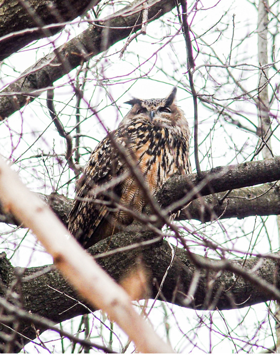 Flaco the Eurasian-Eagle Owl Sighting in Central Park